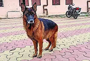 Police dog sent to Wayanad to help in search, rescue ops
