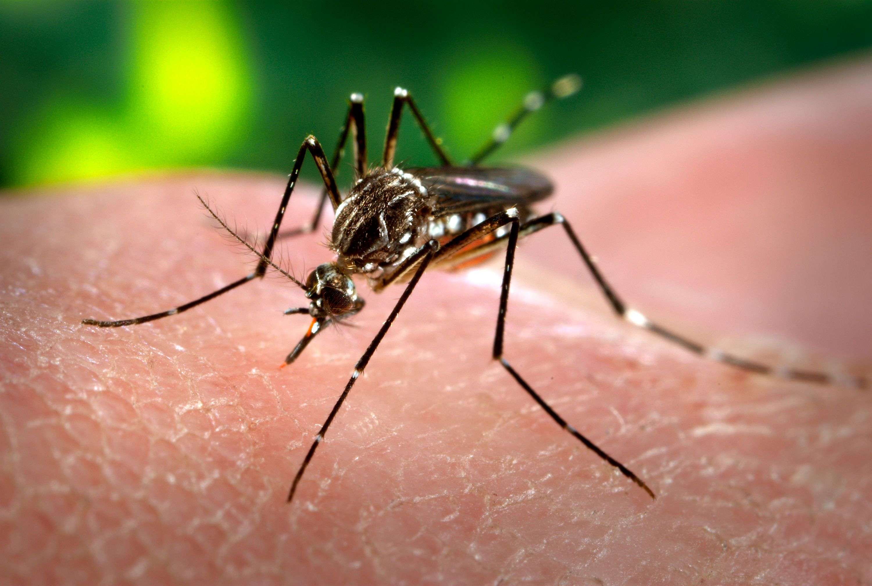 Government increases dengue tests by 2.5 times more than last year