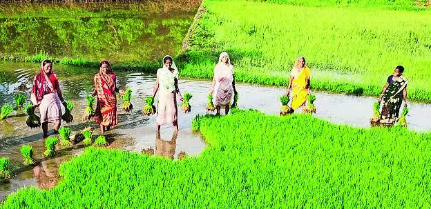 86 farmers to get 51L as procurement price for paddy