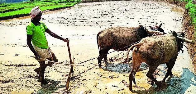 Rain relief for Bokaro farmers