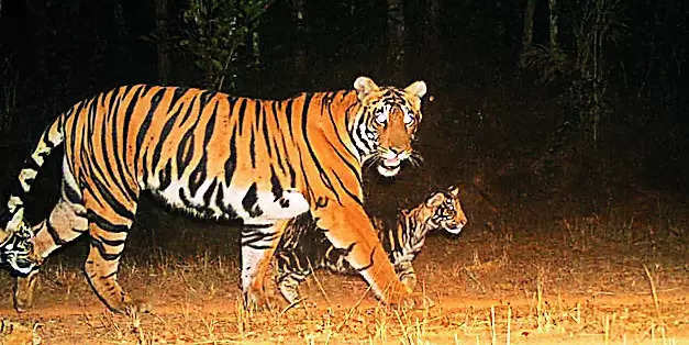 35 cattle killed by tigers in Similipal this year