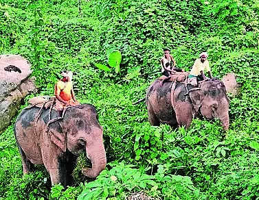 Flood-swept jumbo runs amok, rescued