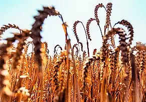 BHU team finds way to enhance disease resistance in wheat crops