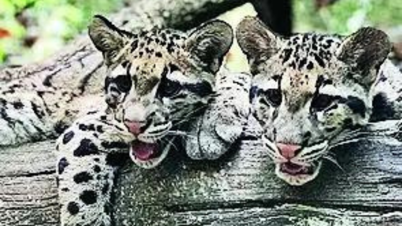 Mizoram governor calls for protecting rare species on clouded leopard day