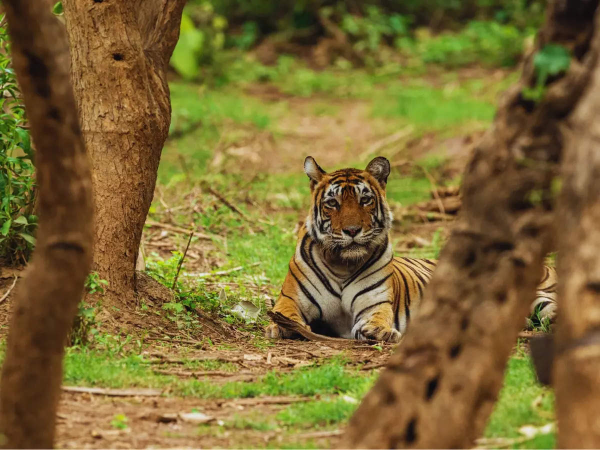 Supreme Court committee recommends private vehicle ban in Sariska Tiger Reserve