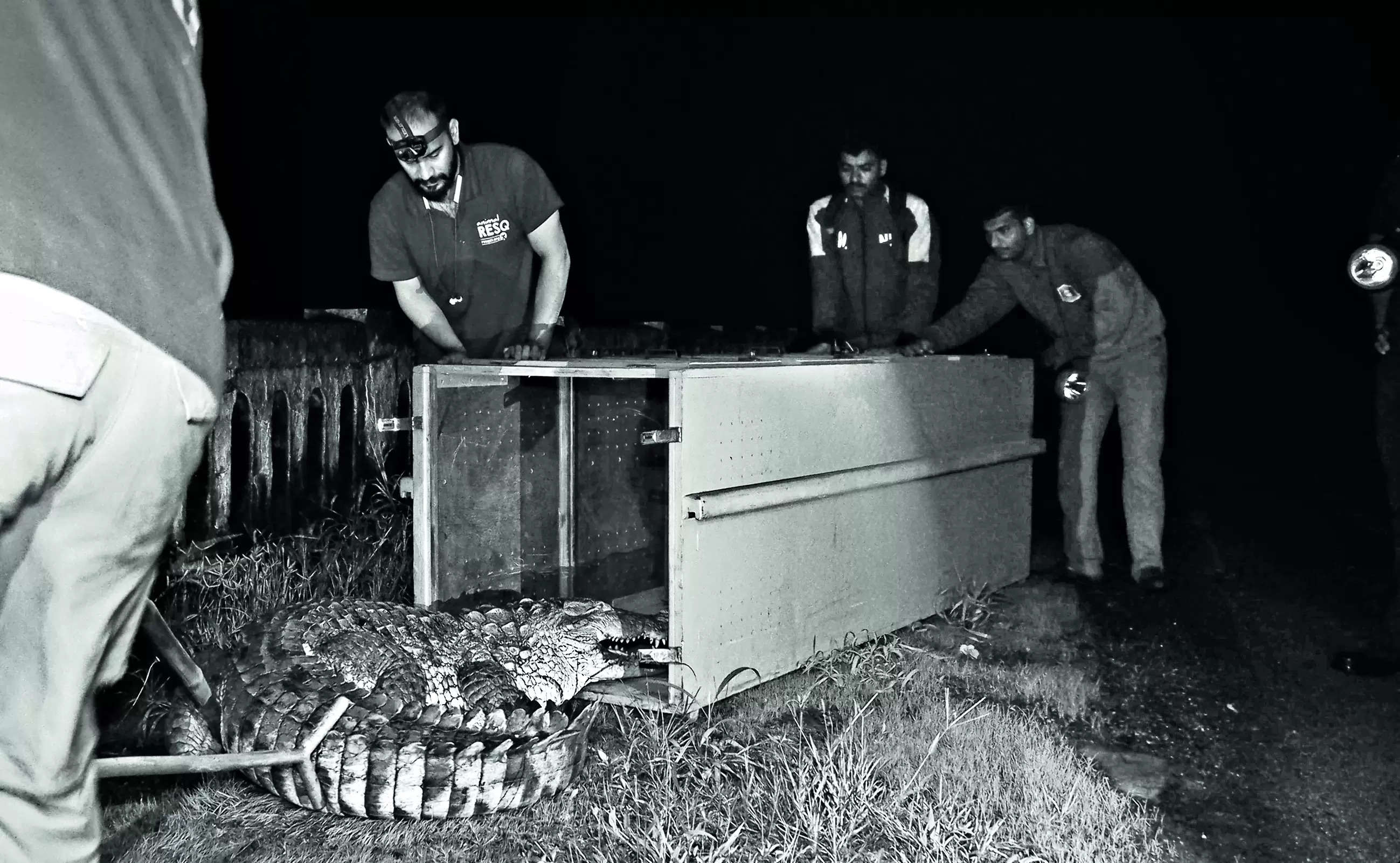 Crocodile spotted near Varasgaon dam, released