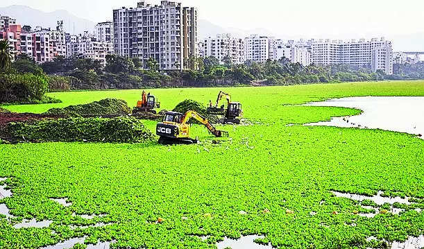 Concrete waste clogs Jambhulwadi lake