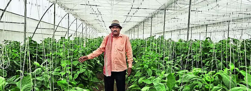 Former cop develops green thumb; grows coloured peppers for eateries