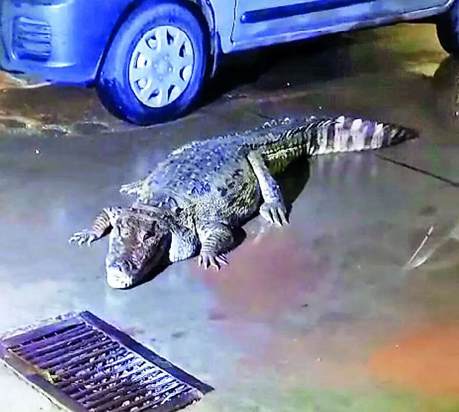 7-foot-long croc keeps residents of Karelibaug housing colony on the edge