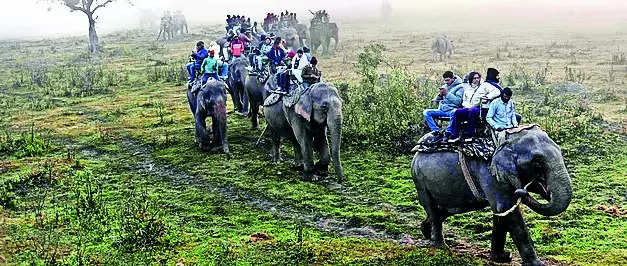 NGT seeks reply from govt over construction of hotel in Kaziranga