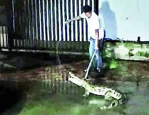 Croc removed from house