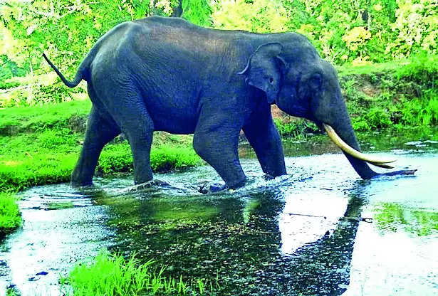 At global conference, southern states join forces on man-elephant conflict