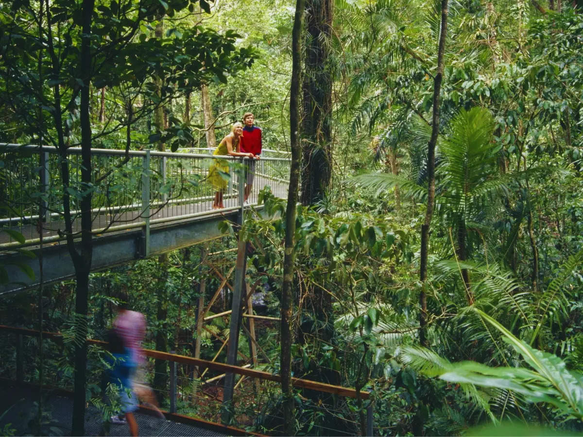 Australia: Life inside Daintree Rainforest - World's oldest rainforest