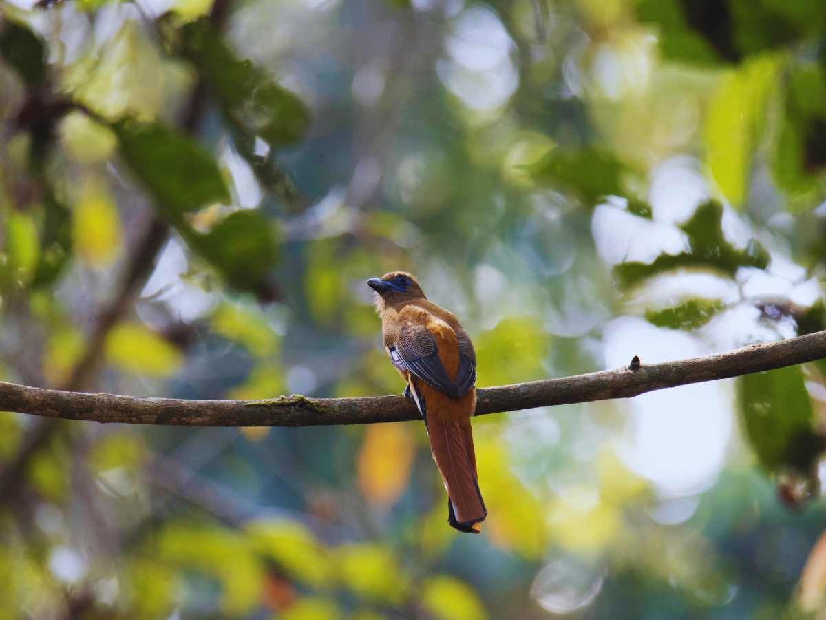 A birdwatcher&rsquo;s guide to India: Must-visit sanctuaries and national parks