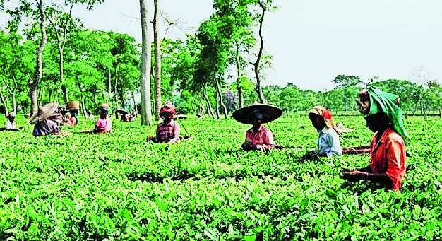 Assam govt pumps in money to boost tea tourism