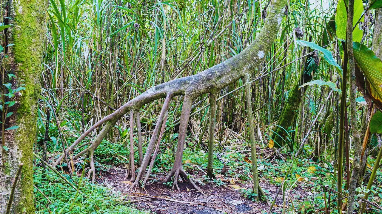 These trees can actually walk through the forest!