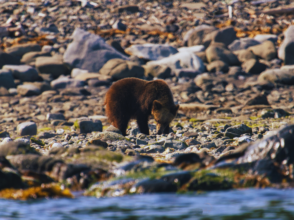 Japan’s 5 must-visit national parks for every wildlife enthusiast