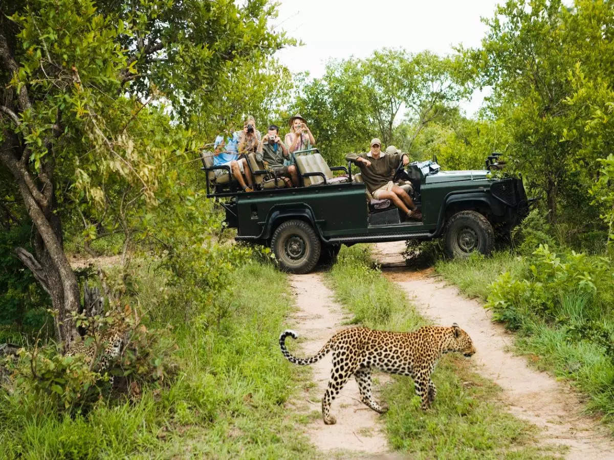 From poaching to preservation: Kruger National Park’s non-stop fight to protect its wildlife