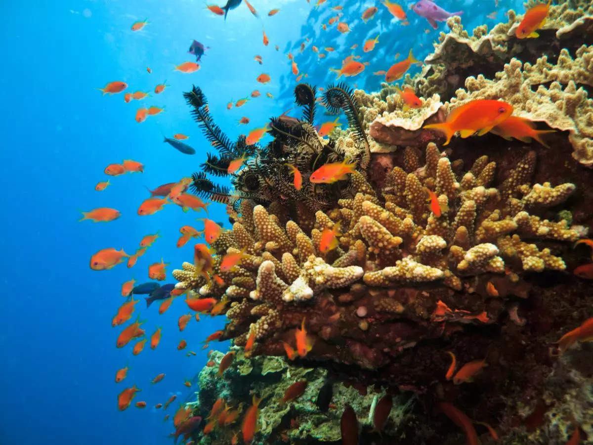 Turning the tide, and tackling climate change to save Australia's Great Barrier Reef