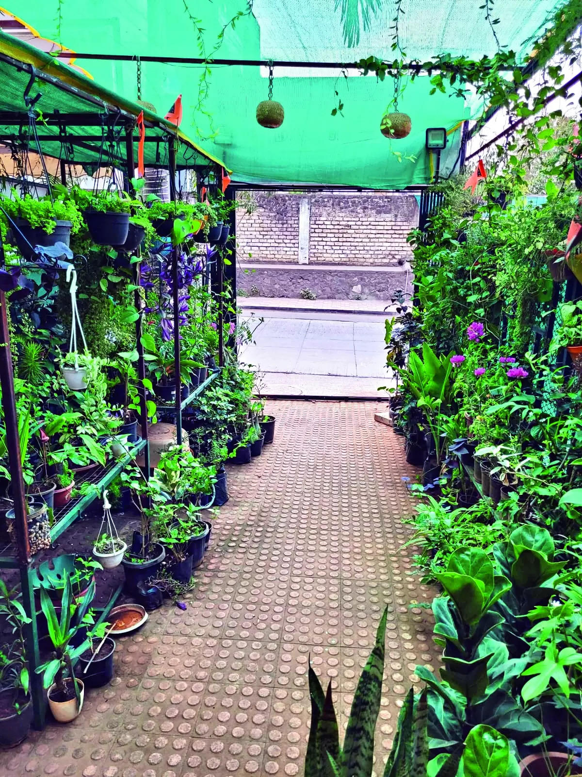 Heavy rain triggers root rot & fungal attacks in wholesale garden nurseries