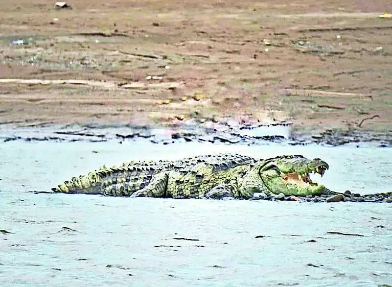 Despite loss, villagers want co-existence with crocodiles