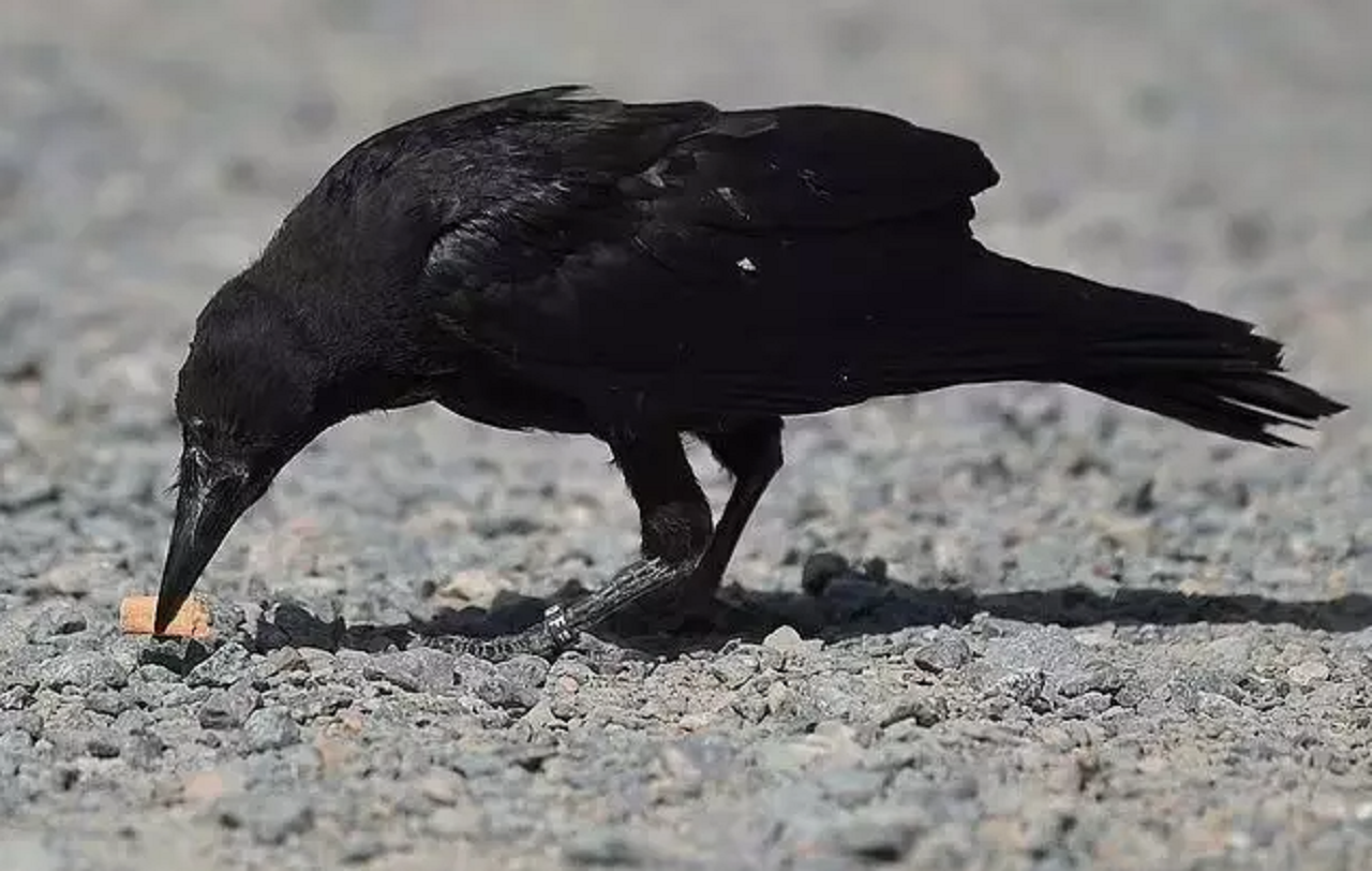 Birds with a mission: Sweden's crows clean up cigarette butts for food