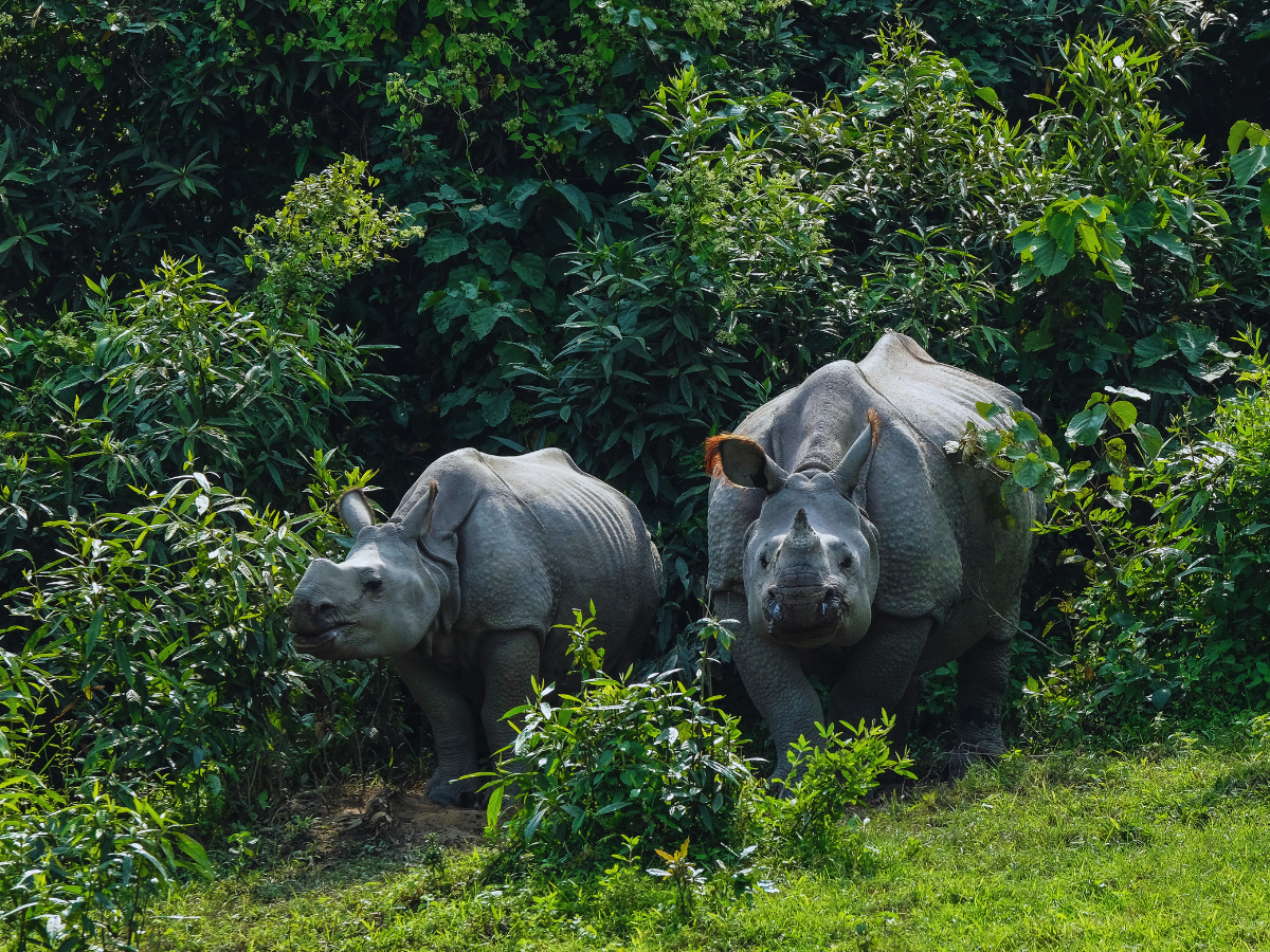 A safari adventure in Kaziranga: Home to the one-horned rhino