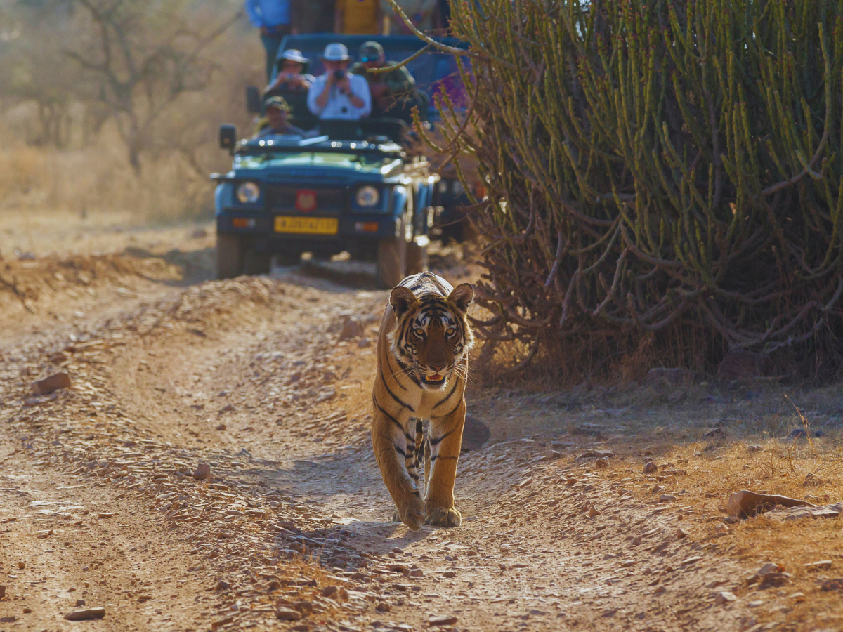 Rajasthan: A safari through Ranthambore and beyond