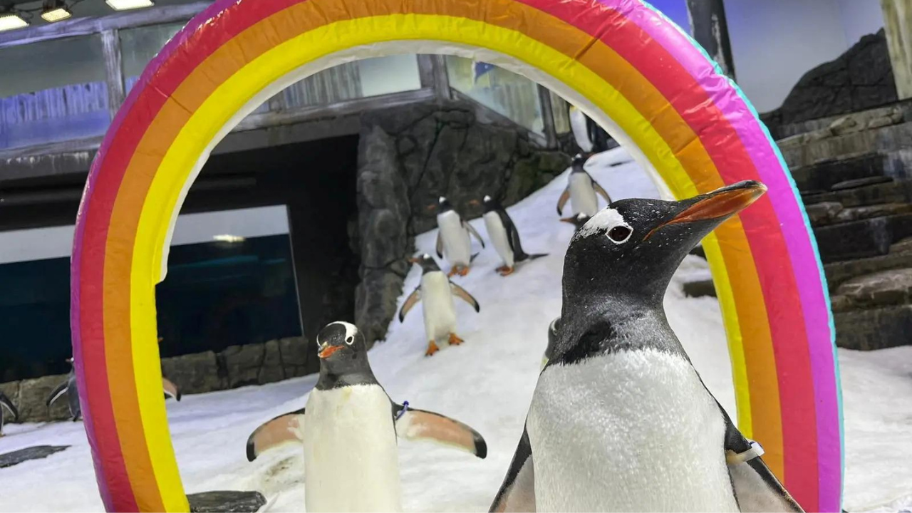 Sphen the penguin, one half of renowned gay pair, dies