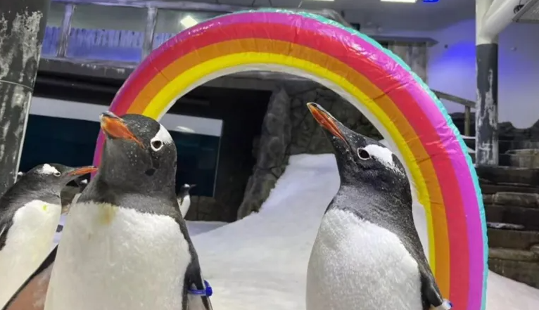 Australia’s beloved gay penguin Sphen, known for raising chicks with same-sex partner, dies at 12