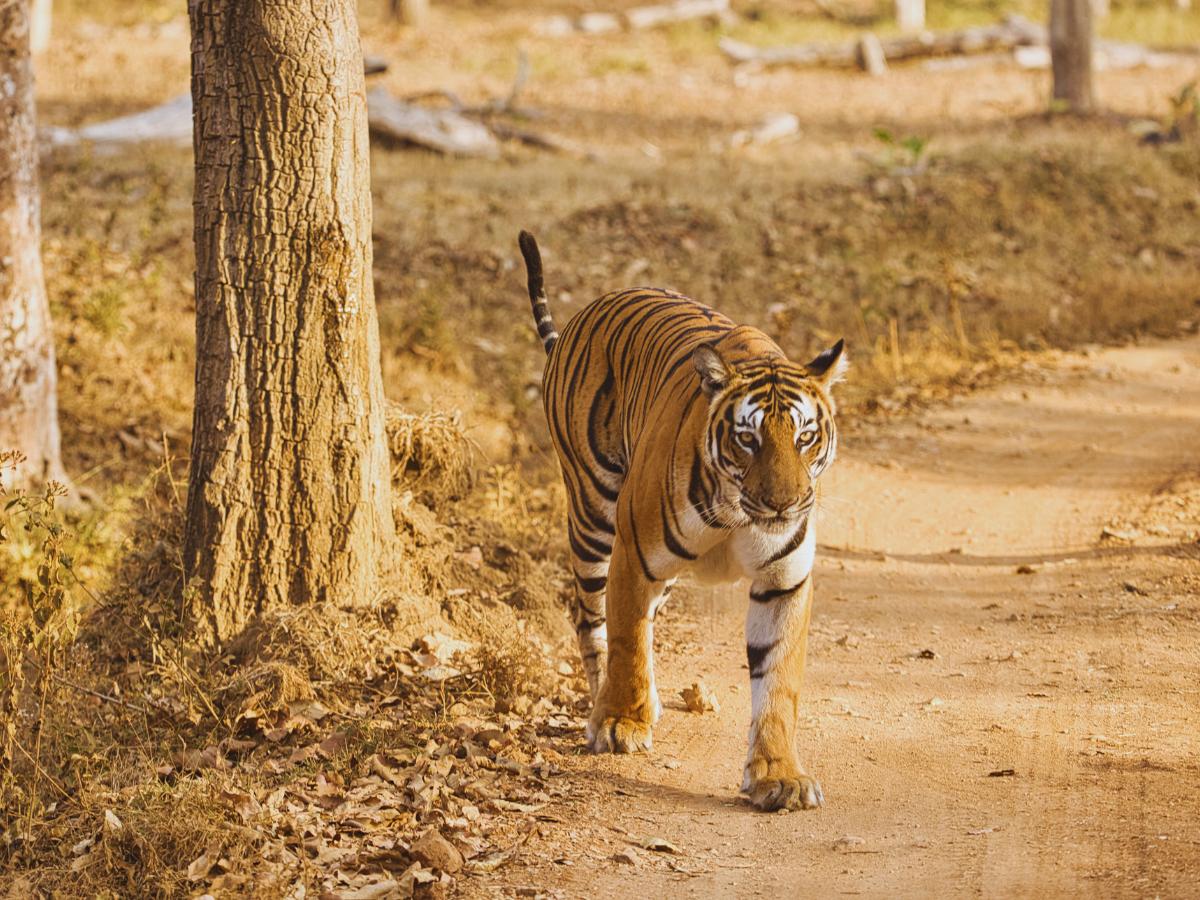 Spotting the majestic tigers of Nagarhole on an unforgettable safari