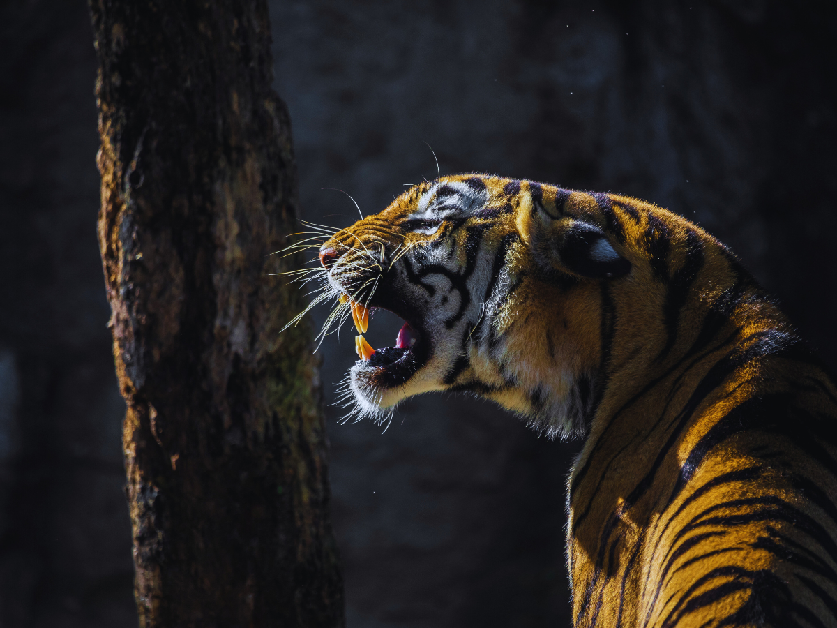 Tracking tigers in India: A journey through wildlife reserves and conservation efforts