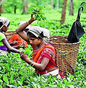 In a first, Assam introduces 3% quota for tea tribes & adivasis in state govt jobs