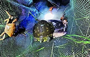 Banned in B’desh, Chinese nets trap birds, endangered turtles in Bengal wetlands