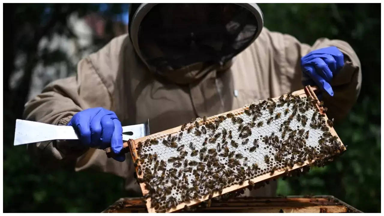 'Bees starving' in dismal year for French honey