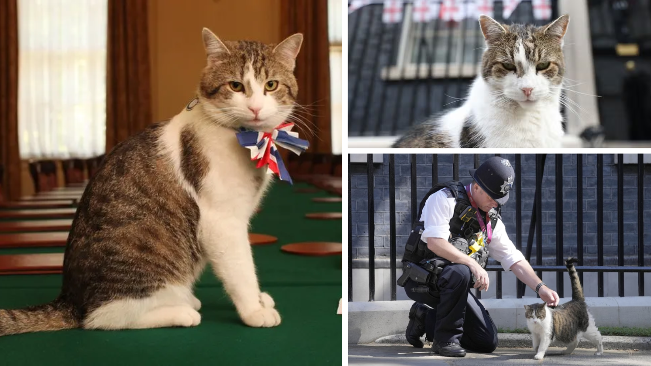 Who is Larry the cat? Downing Street’s beloved feline, who witnessed tenure of 6 UK PMs, faces his final days