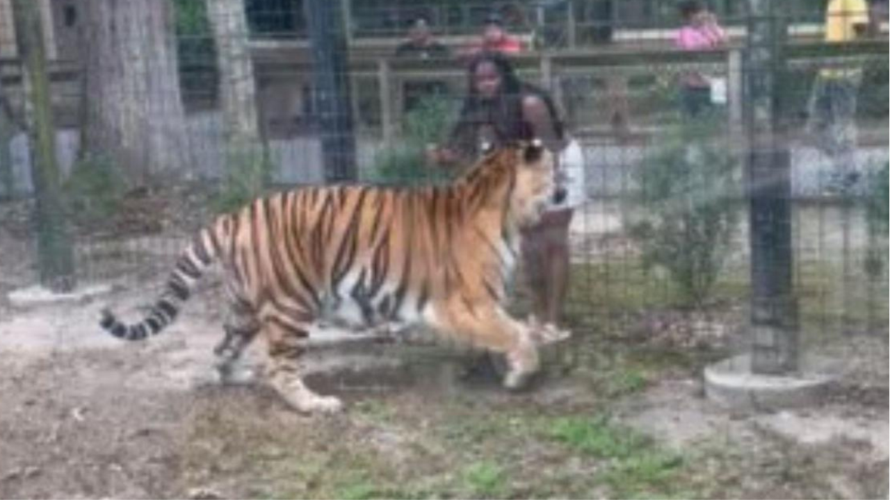 Watch: Woman jumps dangerously close to tiger in zoo, misses getting attacked narrowly