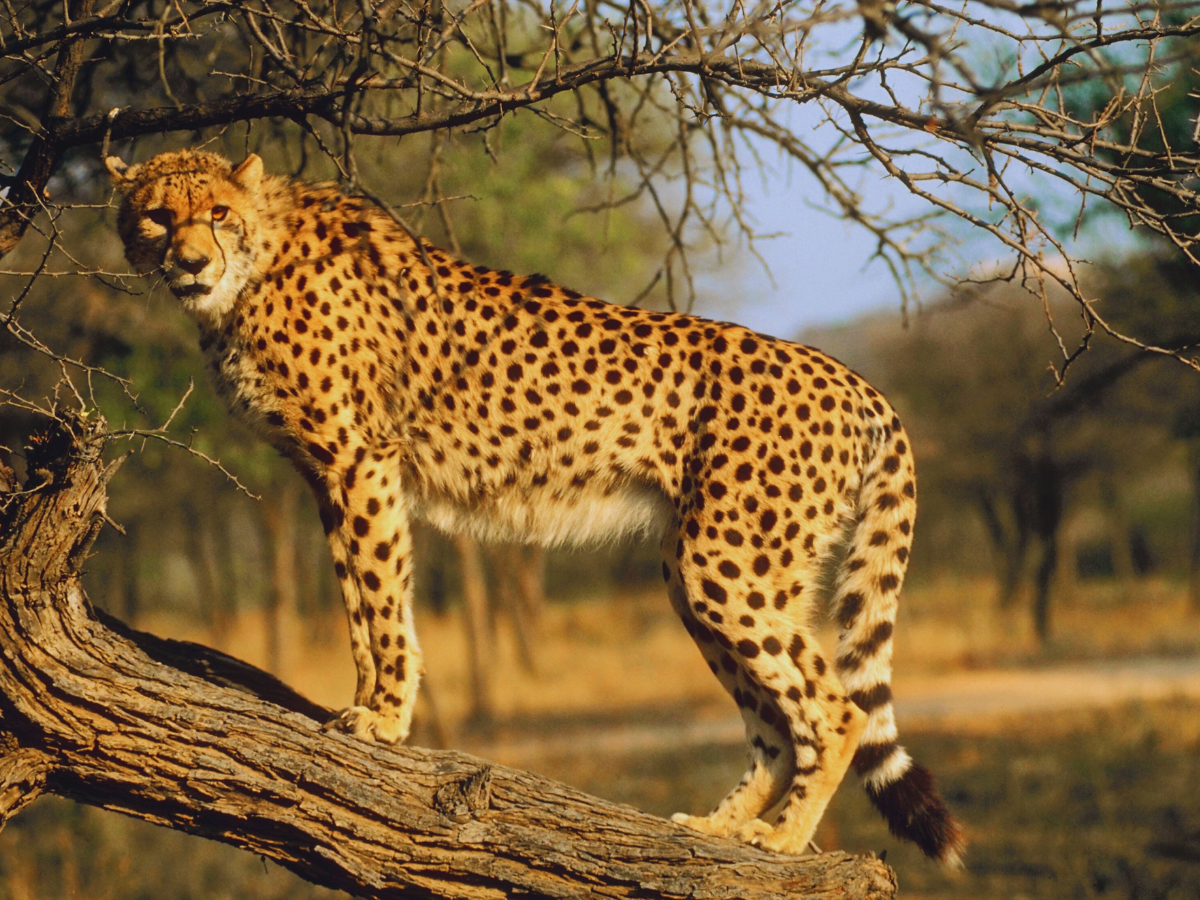 Kuno National Park: Cheetahs to be released into the wild after year-long stay in enclosures