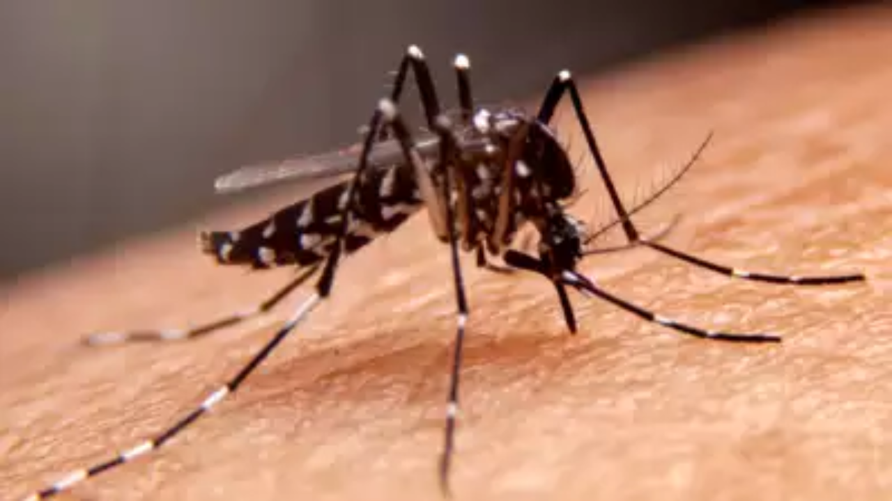 New Hampshire patient dies from rare mosquito-borne disease