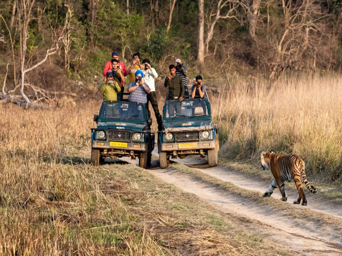 5 best wildlife safaris in India to spot tigers, elephants, and leopards