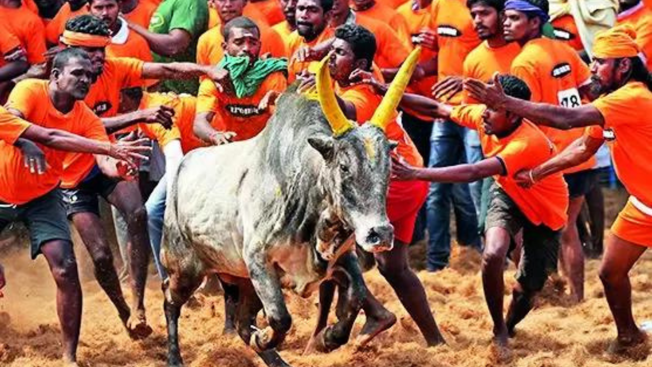 In Tamil Nadu, jallikattu veterans take stray cattle by the horn