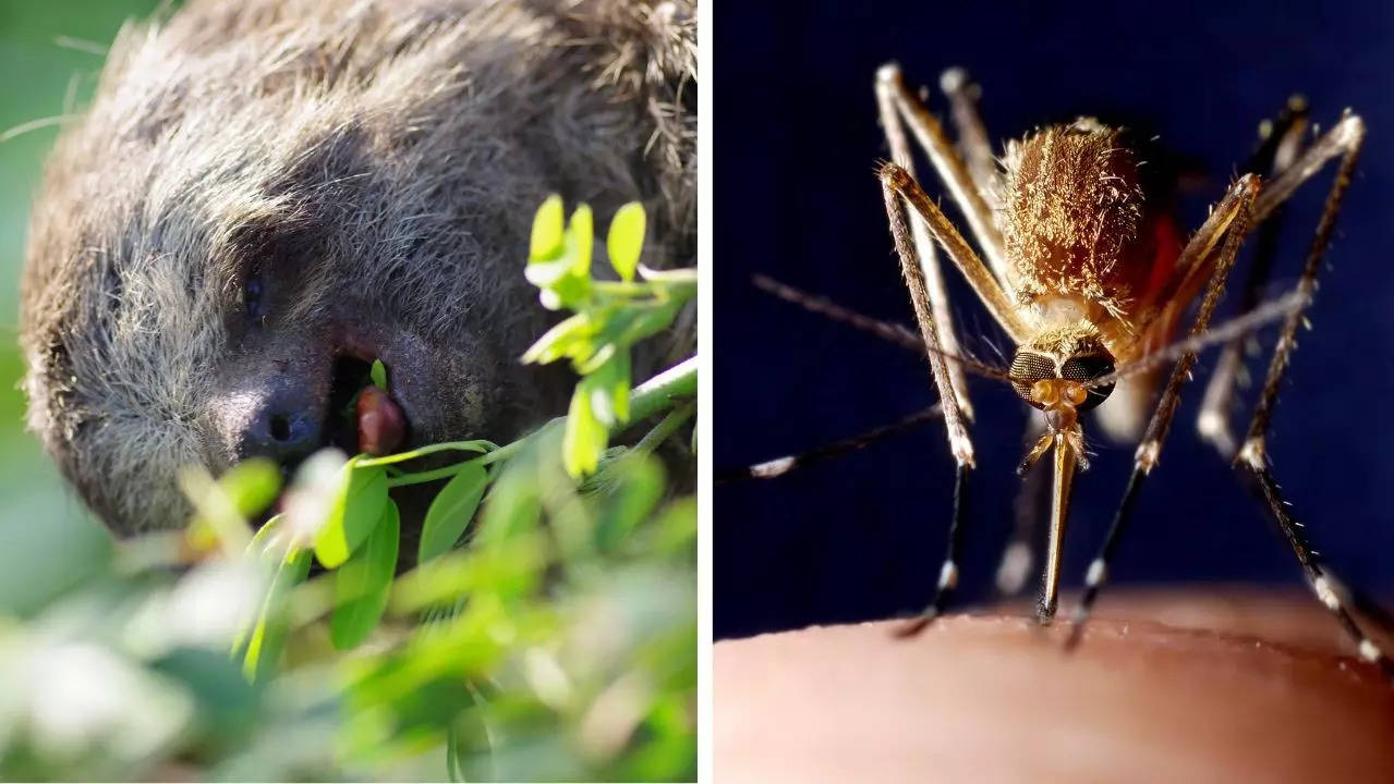 Sloth fever vs West Nile fever; know the difference between symptoms