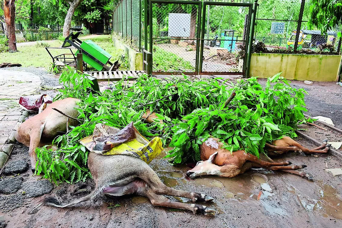 Flood kills eight zoo animals