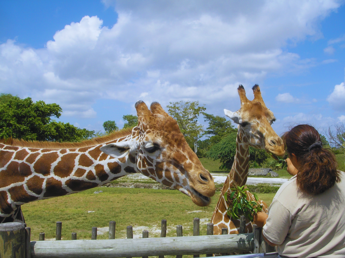 Adopt-an-animal programs in Zoos: Can you actually adopt an animal from a zoo?