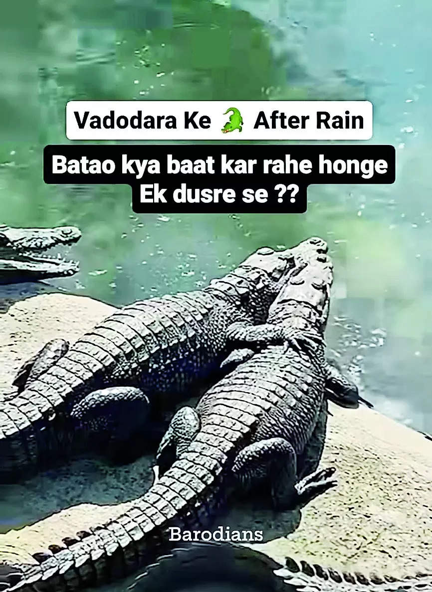 Crocodile memes by Barodians scale new heights