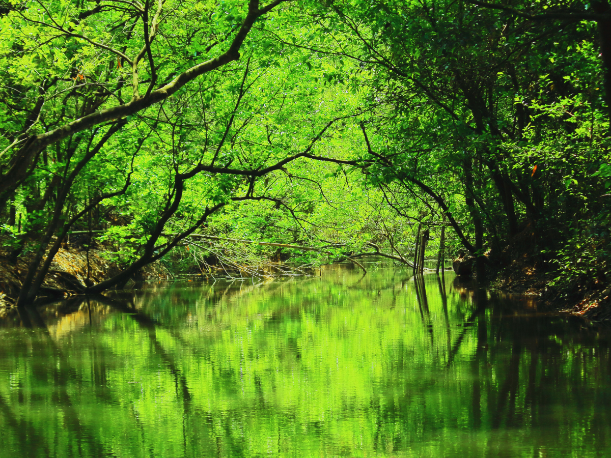 Exploring the biodiversity of Sundarbans National Park