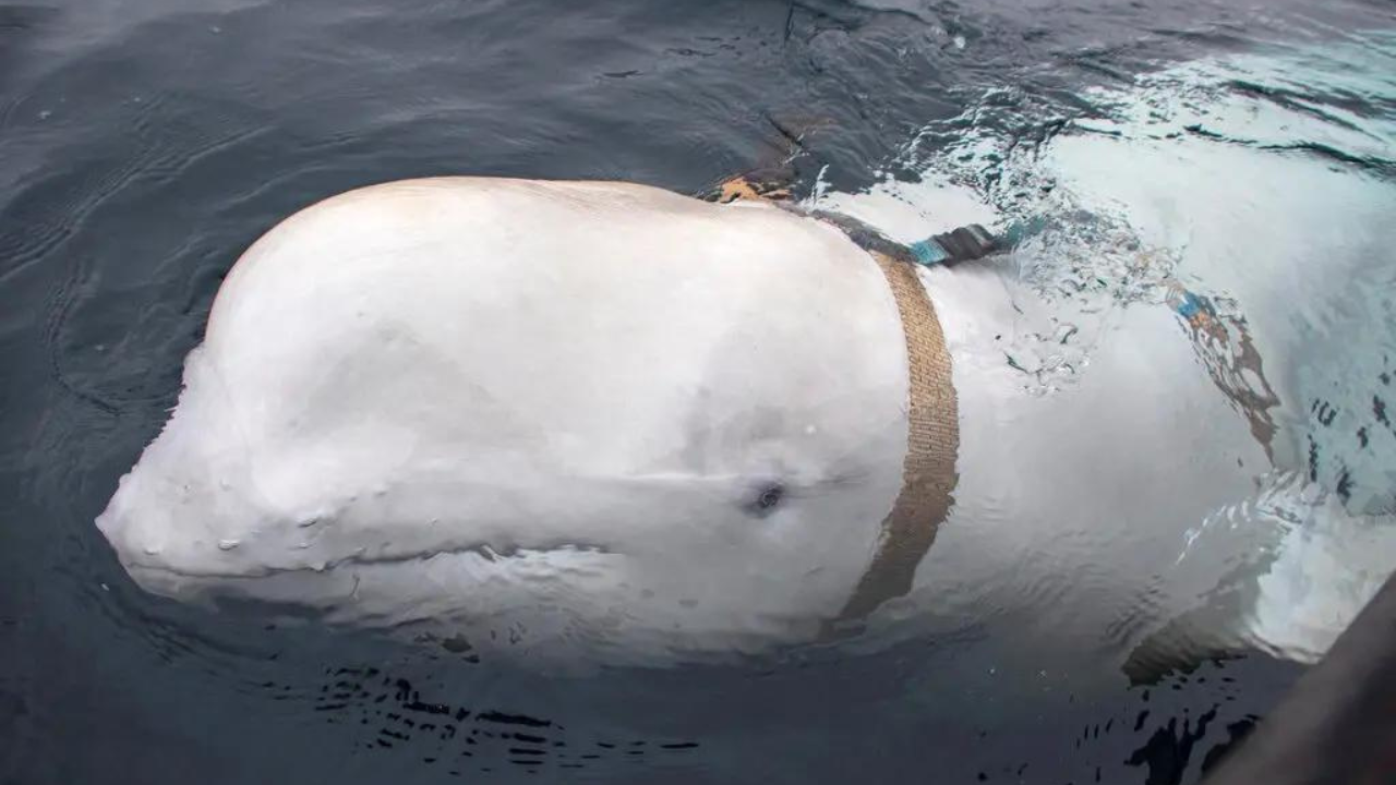 'Russian spy' whale Havaldimir found dead in Norway

 – Global News (Trending Perfect)