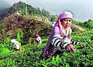 Tea sees one of the biggest slumps in Jan-July ’24 as production falls 13.4%