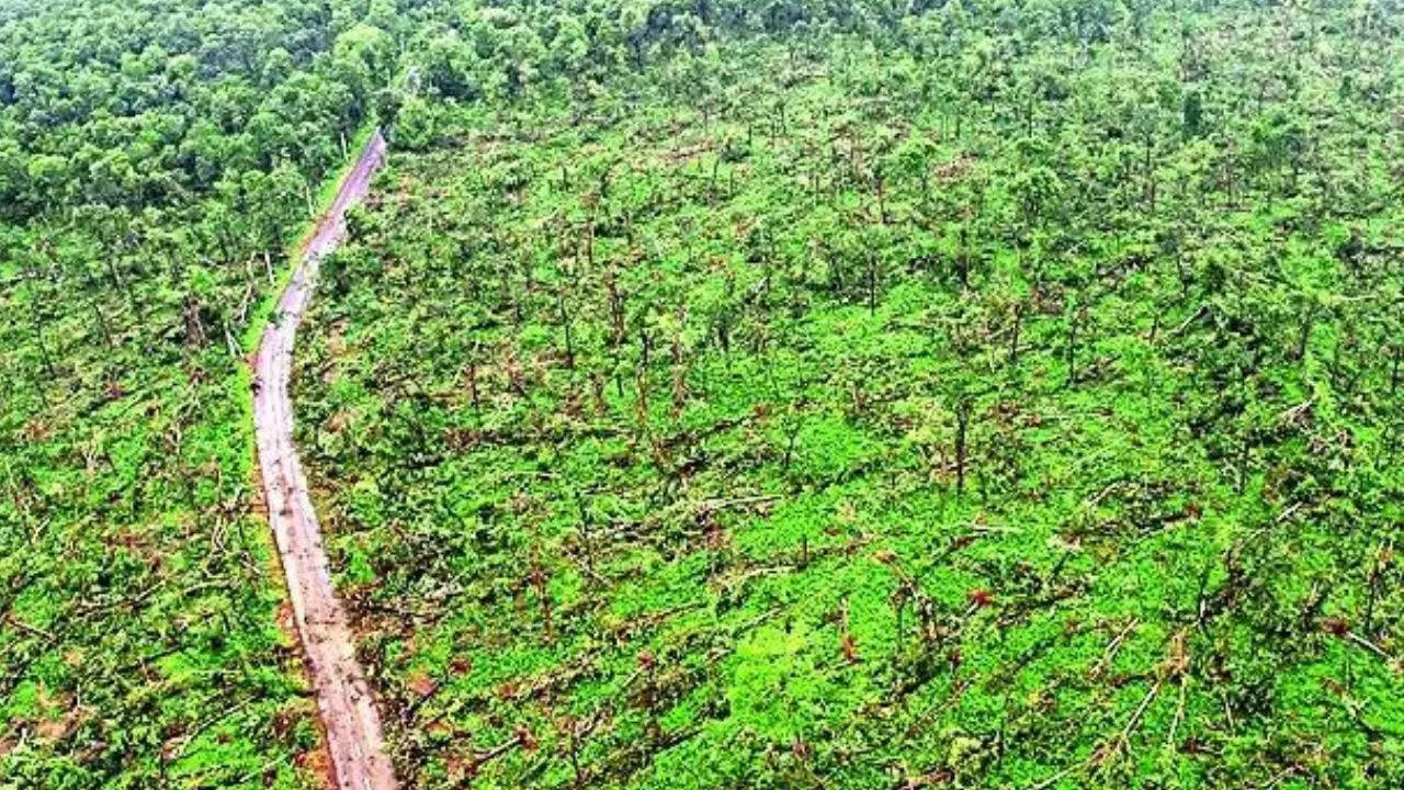 Telangana rain: 50k trees in Eturnagaram fall in linear pattern to rare weather phenomenon