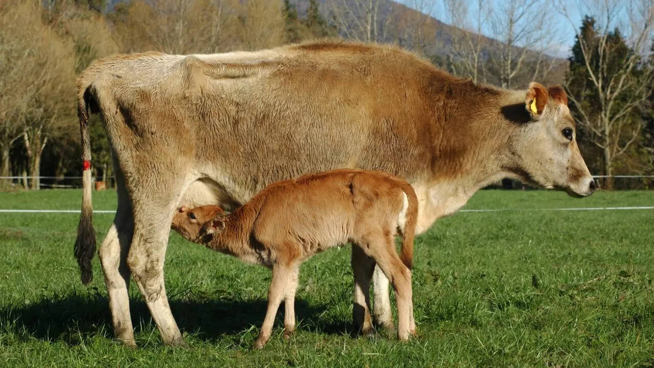 colostrum 2